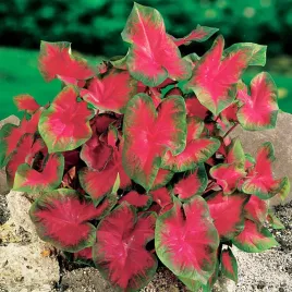 caladium-kaladium-blaze-1-szt-sadzonka-bulwa-ozdobne-liscie
