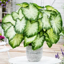 caladium-kaladium-aaron-1-szt-sadzonka-bulwa-ozdobne-liscie