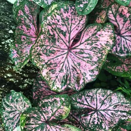 caladium-kaladium-florida-elise-1-szt-sadzonka-bulwa-ozdobne-liscie