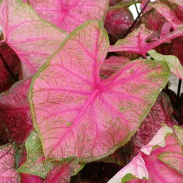 caladium-kaladium-frannie-munson-1-szt-sadzonka-bulwa-ozdobne-liscie