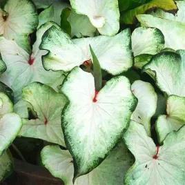 caladium-kaladium-white-wing-1-szt-sadzonka-bulwa-ozdobne-liscie