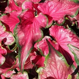 caladium-kaladium-sizzle-1-szt-sadzonka-bulwa-ozdobne-liscie