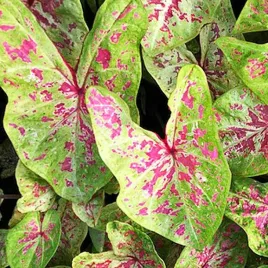 caladium-kaladium-seafoam-pink-1-szt-sadzonka-bulwa-ozdobne-liscie