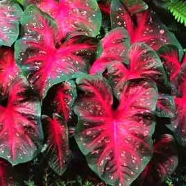caladium-kaladium-royal-flush-1-szt-sadzonka-bulwa-ozdobne-liscie