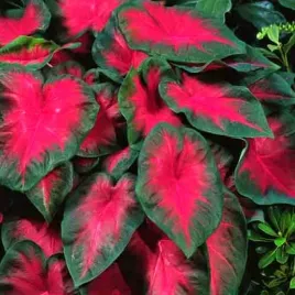 caladium-kaladium-red-ruffles-1-szt-sadzonka-bulwa-ozdobne-liscie