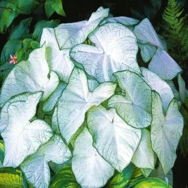 caladium-kaladium-garden-white-1-szt-sadzonka-bulwa-ozdobne-liscie