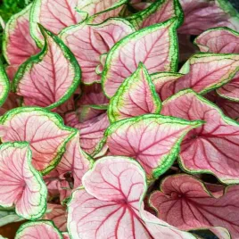 caladium-kaladium-florida-sweetheart-1-szt-sadzonka-bulwa-ozdobne-liscie
