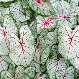 caladium-kaladium-fantasy-1-szt-sadzonka-bulwa-ozdobne-liscie