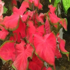 caladium-kaladium-cherry-tart-1-szt-sadzonka-bulwa-ozdobne-liscie