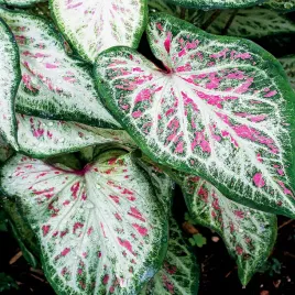 caladium-kaladium-tapestry-1-szt-sadzonka-bulwa-ozdobne-liscie