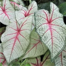 caladium-kaladium-white-queen-1-szt-sadzonka-bulwa-ozdobne-liscie