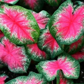 caladium-kaladium-rosebud-1-szt-sadzonka-bulwa-ozdobne-liscie