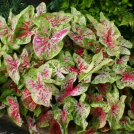caladium-kaladium-miss-muffet-1-szt-sadzonka-bulwa-ozdobne-liscie