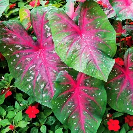 caladium-kaladium-red-flash-1-szt-sadzonka-bulwa-ozdobne-liscie