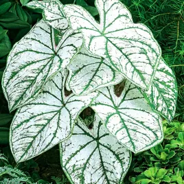 caladium-kaladium-candidum-sr-1-szt-sadzonka-bulwa-ozdobne-liscie
