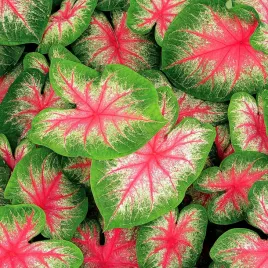 caladium-kaladium-pink-beauty-1-szt-sadzonka-bulwa-ozdobne-liscie