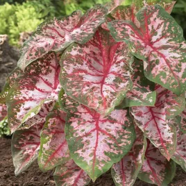 caladium-kaladium-carolyn-whorton-1-szt-sadzonka-bulwa-ozdobne-liscie
