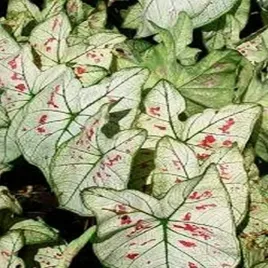 caladium-kaladium-strawberry-star-1-szt-sadzonka-bulwa-ozdobne-liscie