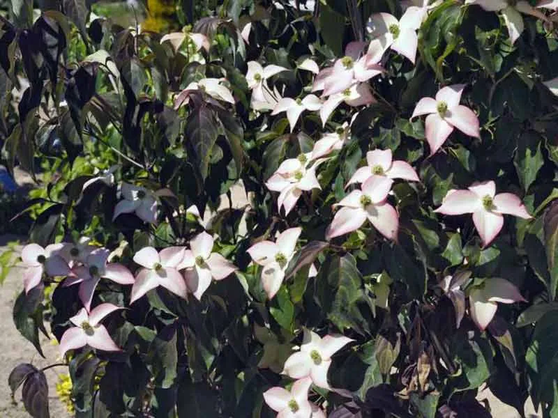 deren-kousa-cappucino-c5-kolor-kwiatow-biale-rozowe