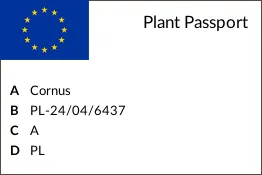 deren-kousa-cappucino-c5-kolor-kwiatow-biale-rozowe