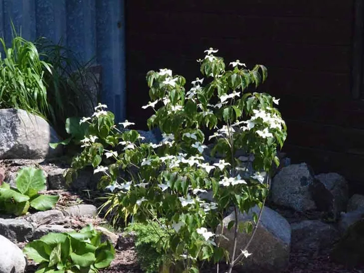 deren-kousa-cappucino-c5-waga-z-opakowaniem-7-5-kg