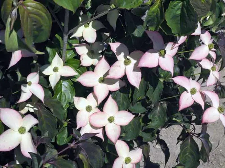 deren-kousa-cappucino-c5-wysokosc-sadzonki-40-60-cm