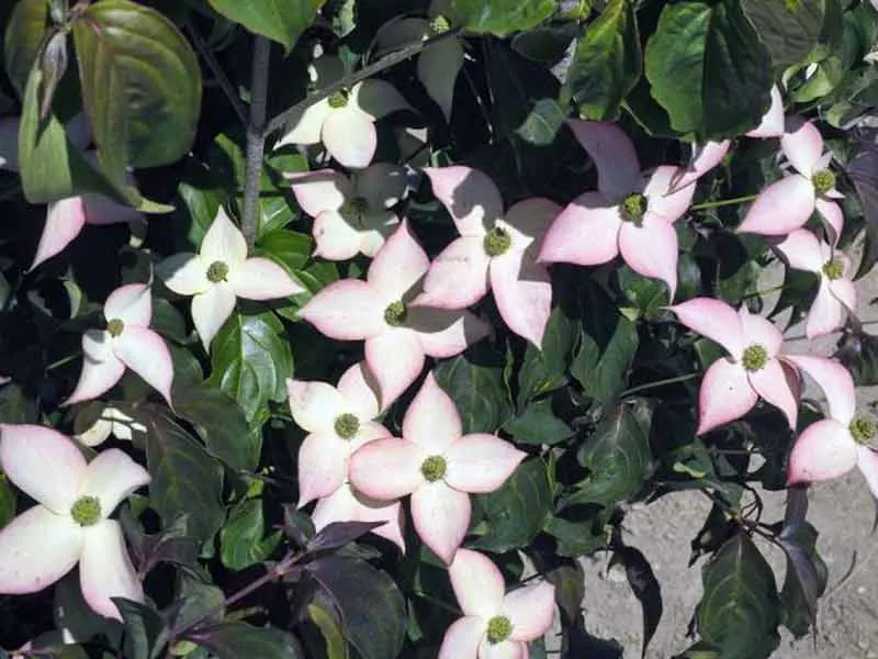 deren-kousa-cappucino-c5