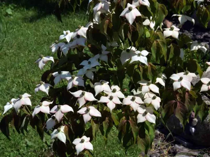 deren-kousa-cappucino-c5-kod-produktu-cornus11749-etk