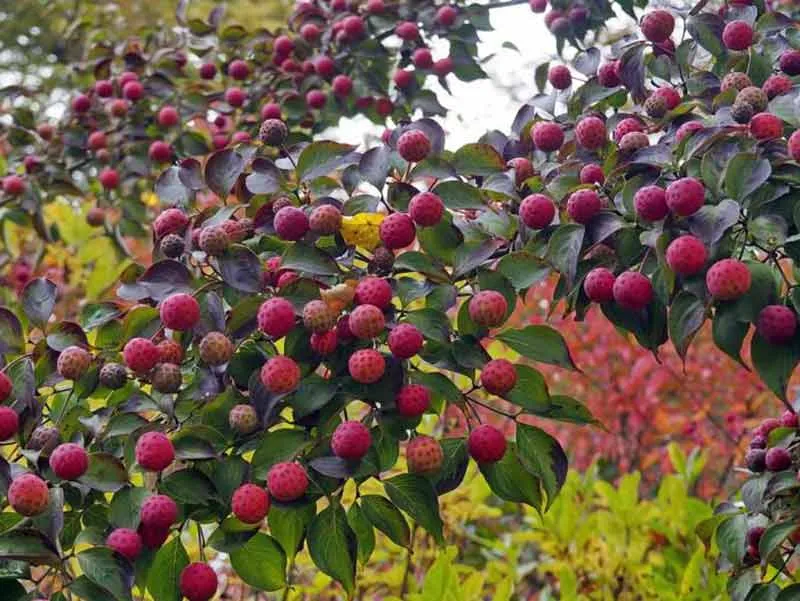 deren-kousa-teutonia-c5