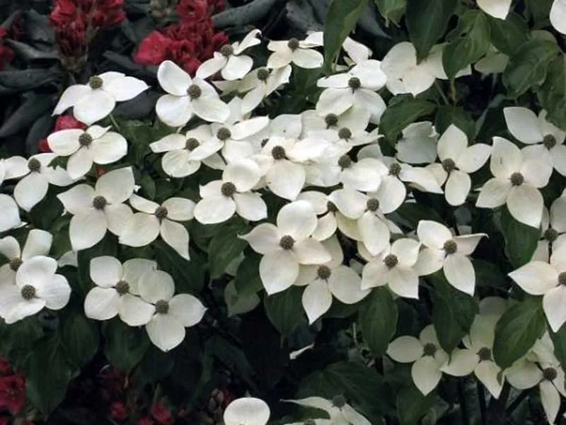 deren-kousa-teutonia-c5-kolor-kwiatow-biale