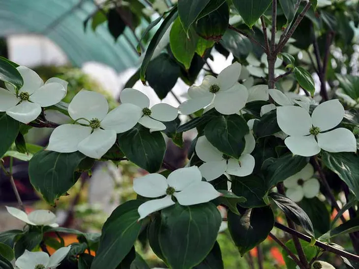 deren-kousa-teutonia-c5-waga-z-opakowaniem-7-5-kg