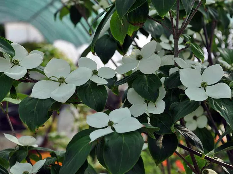 deren-kousa-teutonia-c5