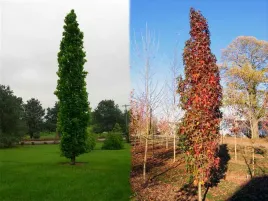 ambrowiec-amerykanski-slender-silhouette-kolumnowy-c5