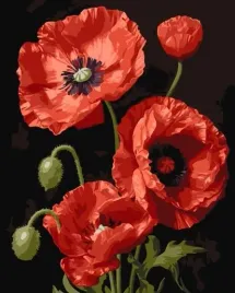 malowanie-po-numerach-czerwone-maki-40x50cm