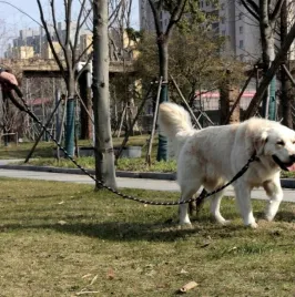 smycz-dla-duzego-psa-linka-gruba-odblaskowa-15m