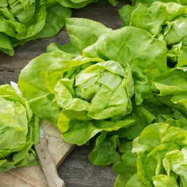 salata-glowiasta-maslowa-madera-wczesna-plenna-b-smaczna-nasiona-warzyw