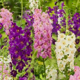 dziewanna-fioletowa-mieszana-efektowne-kwiaty-wieloletnia-nasiona-kwiatow