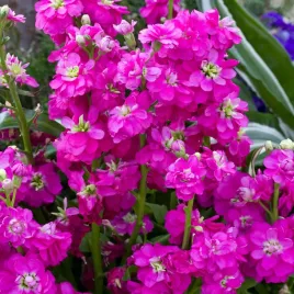 lewkonia-varsovia-jaga-rozowa-pachnace-kwiaty-rozowe-nasiona-kwiatow-kwiaty