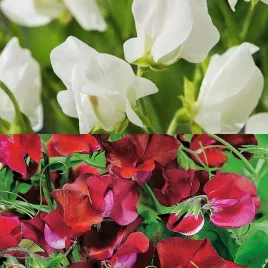 groszek-pachnacy-night-and-day-bialo-bordowy-nasiona-kwiatow-kwiaty-groszki