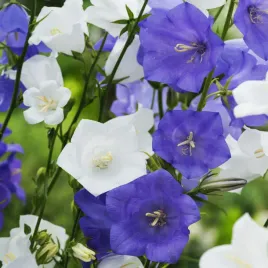 dzwonek-karpacki-delikatne-dzwoneczki-bialo-niebieskie-nasiona-kwiatow