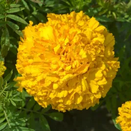 aksamitka-pelna-wysoka-mary-helen-cytrynowozolta-dlugo-kwitnaca-nasiona