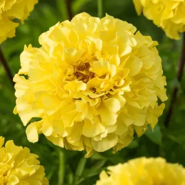 aksamitka-pelna-wysoka-alaska-jasnocytrynowa-nasiona-aksamitki-kwiaty