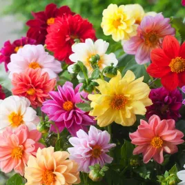 dalia-pelna-i-polpelna-mix-jednoroczna-kwiat-poznego-lata-nasiona-dali