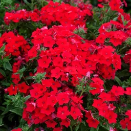 floks-drummonda-czerwony-czerwone-kwiaty-jednoroczny-nasiona-kwiatow-floksy