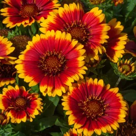gailardia-trwala-mieszana-nasiona-kwiatow-kwiaty-ogrodowe-miododajne