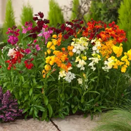 lak-jednoroczny-mieszany-jednoroczny-pachnace-kwiaty-nasiona-kwiatow