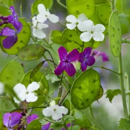 miesiecznica-dwuletnia-do-suchych-kompozycji-judaszowe-srebrniki-nasiona
