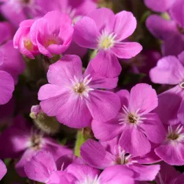 mydlnica-rozowa-wieloletnia-na-rabaty-dywanowe-nasiona-kwiatow-kwiaty