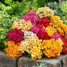 nemezja-karneval-mix-jednoroczna-doskonala-na-rabaty-i-kwietniki-nasiona