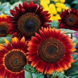 slonecznik-ozdobny-evening-sun-czerwono-brazowy-jednoroczny-nasiona-kwiatow